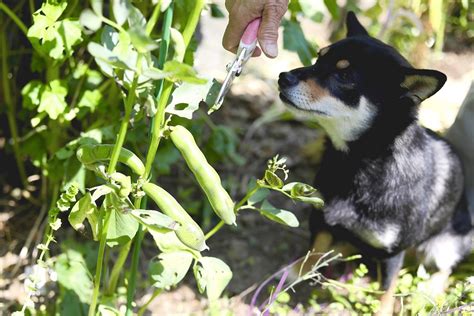 愛犬のための手づくりごはん4「そら豆のポタージュ」 Gardenstory ガーデンストーリー