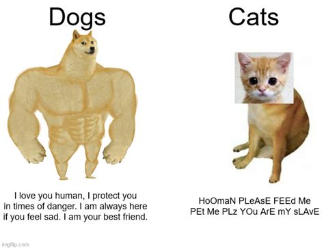 Stop Saying Cats Are Better Than Dogs Imgflip