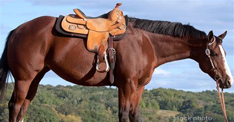 introducing common saddle fit problems  quarter horses