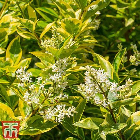 Ligustrum Ovalifolium Aureum Rasadnik Jelena