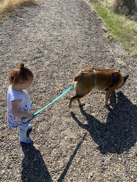 Child Dog Walking - Free photo on Pixabay - Pixabay