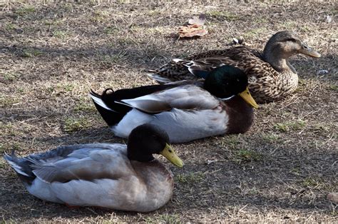 Sitting Ducks Free Stock Photo - Public Domain Pictures