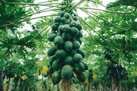 Optimizing Papaya Orchard Management A Month By Month Operations Guide