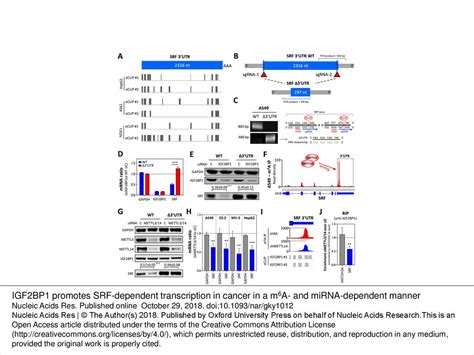 Figure 1 Igf2bp1 Promotes Srf Expression In Cancer Cells Ppt Download