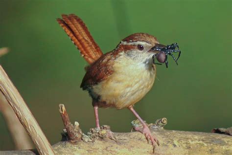 Carolina Wren Facts, Habitat, Diet, Life Cycle, Baby, Pictures