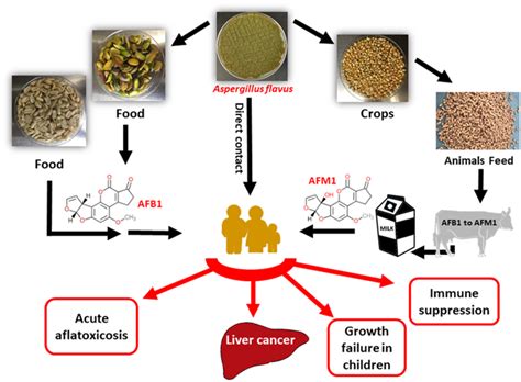 Controlling Aflatoxin Contamination And Propagation Of Aspergillus