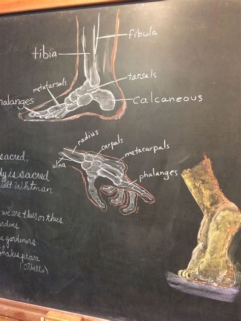 Anatomy Human Anatomy And Physiology Waldorf Teaching Anatomy