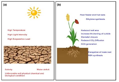 Effects Of Drought On Plants