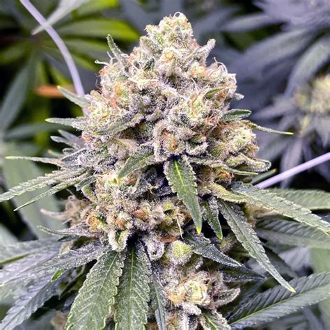 Auto Zkittlez Autoflower Seeds USA The Seed Connect