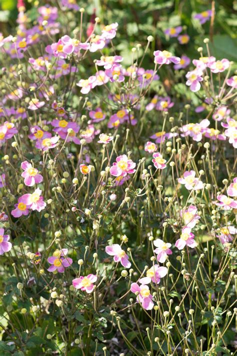 Garten Navi Japanische Herbst Anemone Anemone Hupehensis Var