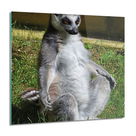 ArtprintCave Obraz na szkle Siedzący lemur trawa 60x60 cm