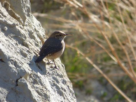 Geotripper S California Birds Rock Wren At Kern River County Park Near