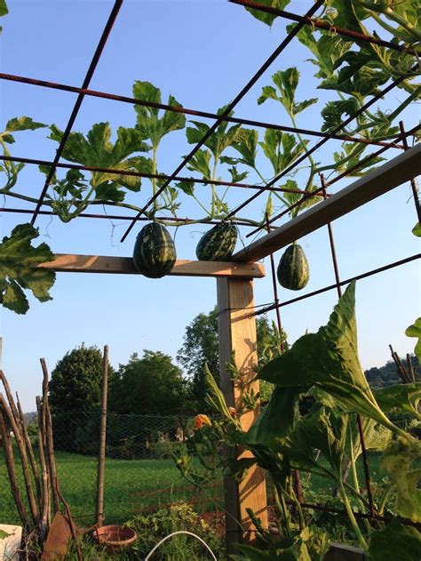 Pumpkins Trellis Right Off The Potting Shed Pumpkin Trellis Planting