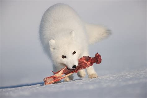 do arctic fox eat arctic hare What do arctic foxes eat?