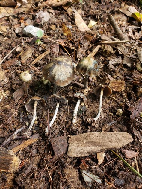 Psilocybe Baeocystis From Highlands Nc 28741 Usa On August 09 2021