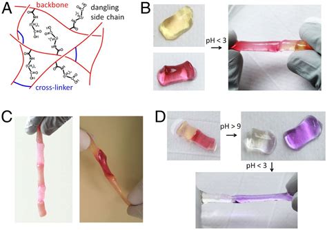 Rapid Self Healing Hydrogels PNAS