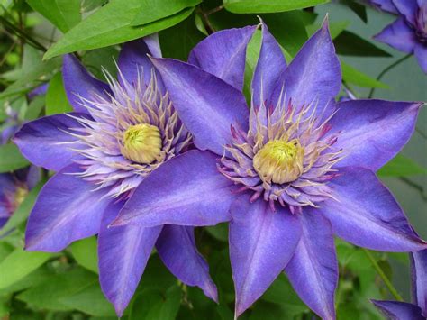 Multi Blue Clematis New Navy Blue Double Flower 25 Pot Hirt