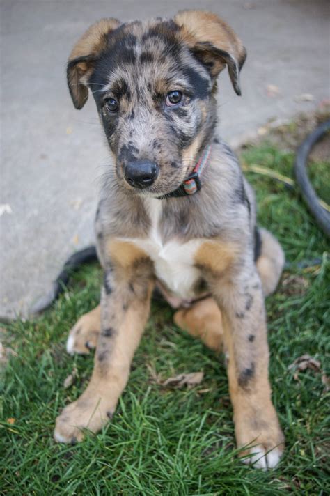 Catahoula Mix Puppies For Sale | PETSIDI