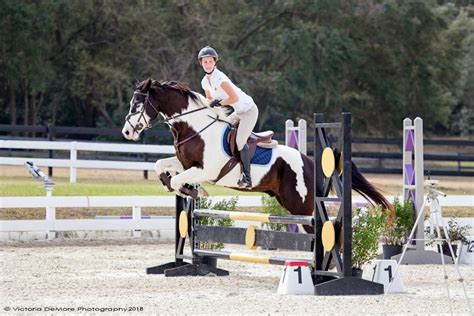 Horse Riding in Orlando - AAA Equestrian Center