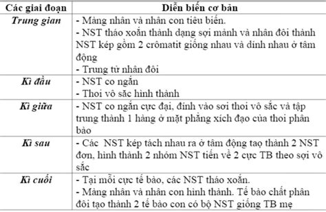 Trình bày những diễn biến cơ bản của nhiễm sắc thể trong quá trình