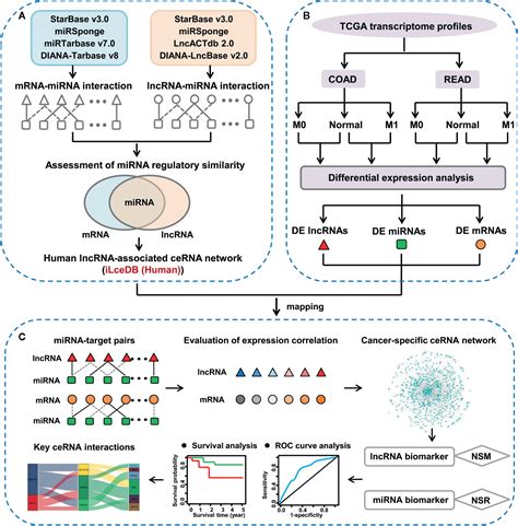 Frontiers Biomarker Discovery For The Carcinogenic Heterogeneity