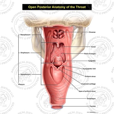 Throat Anatomy