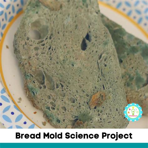 Science Experiment Mold On Bread