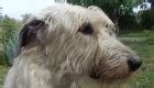 Irish Wolfhound Carattere E Prezzo