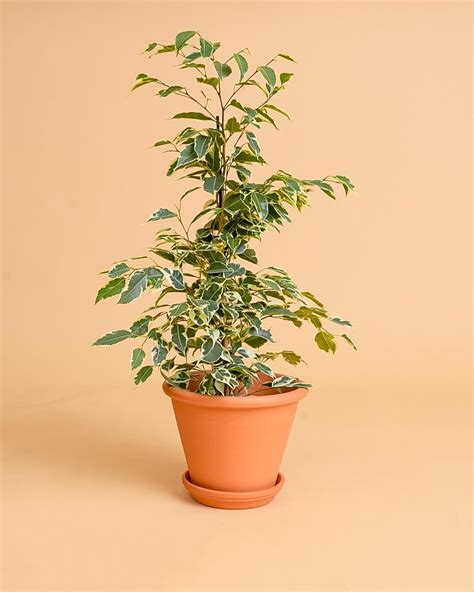 Ficus Benjamina Twilight