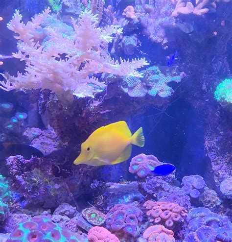 Yellow Tang For Sale Marine Aquariums South Africa