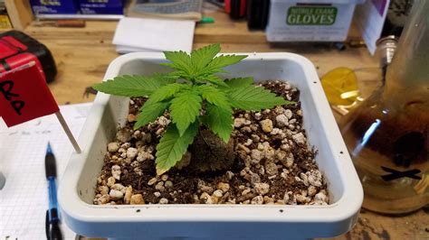 Sweet Seeds Red Poison Auto Grow Diary Journal Week By Doomsday