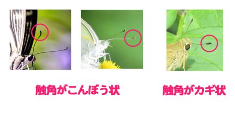 蝶と蛾の簡単な見分け方は？一般的な見分け方が正しいのかも検証 ネイチャーエンジニア いきものブログ