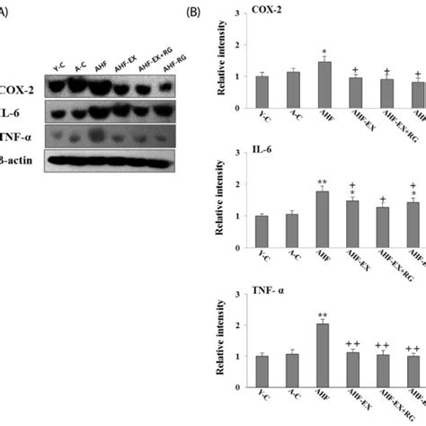 Western Blotting Analysis Of Tnf α Il 6 And Cox 2 A Densitometric Download Scientific