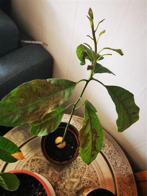 Is my avocado sick? : r/houseplants