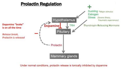 Wip L Prolactin And Growth Hormone Flashcards Quizlet