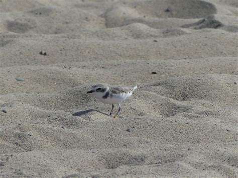 Snowy Plover From Santa Monica Ca Usa On September At