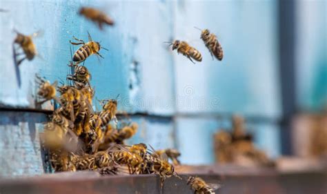 Swarm Of Honey Bees Flying Around Beehive Bees Returning From Collecting Honey Fly Back To The