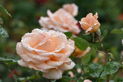 Raindrops on Roses - LoraDow.com