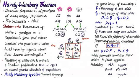 Hardy Weinberg Theorum Hardy Weinberg Principle Class Youtube