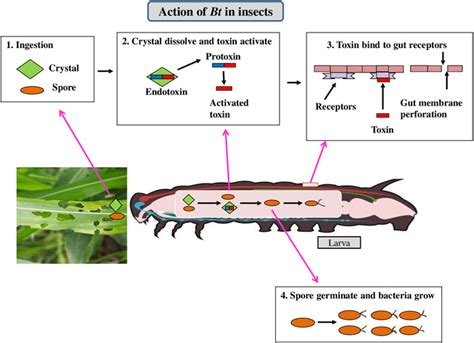 Frontiers Biotechnological Approaches For Host Plant Resistance To