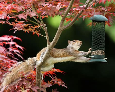 How To Keep Squirrels Out Of Potted Plants Homes Gardens