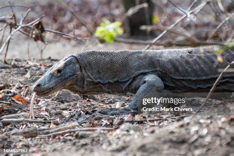 Komodo Dragon Teeth Photos and Premium High Res Pictures - Getty Images