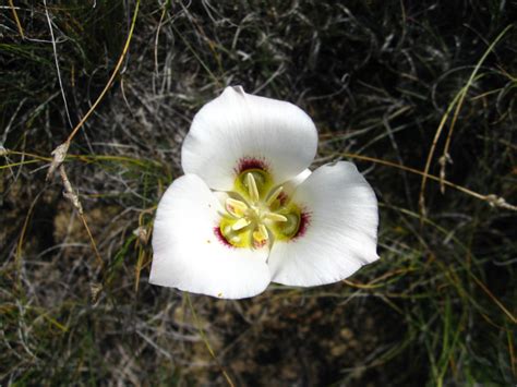 Sego Lily l Gorgeous Lily Variety - Our Breathing Planet