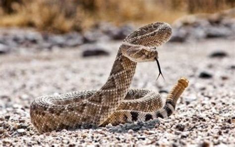 Serpientes de Cascabel Qué Comen Características y Hábitat