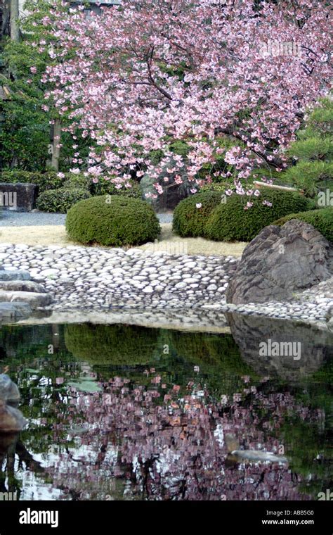 Japanese Garden inside Nijo Castle, Cherry Blossoms, Kyoto, Japan Stock ...