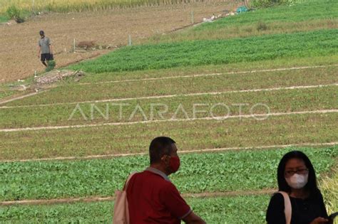 Menko Perekonomian Dorong Modernisasi Sektor Pertanian Antara Foto