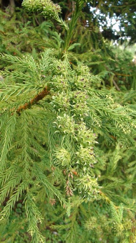 Cupressuas Sempervirens Galhos E Cones Verdes Muito Jovens