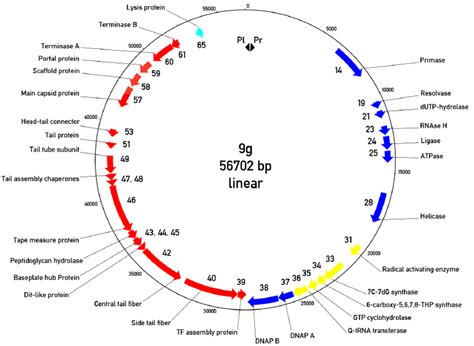 Circularized Genomic Map Of Bacteriophage 9g The 0 Is Placed At The