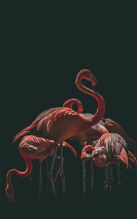 Top More Than 84 Wallpaper Flamingo In Cdgdbentre