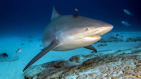 Advanced Diving With Bull Sharks, 49% OFF